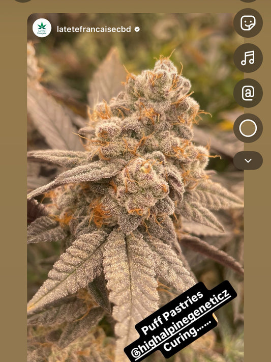 Puff Pastries Feminized Type 3 CBD Seeds (Fruity Pebbles Line)