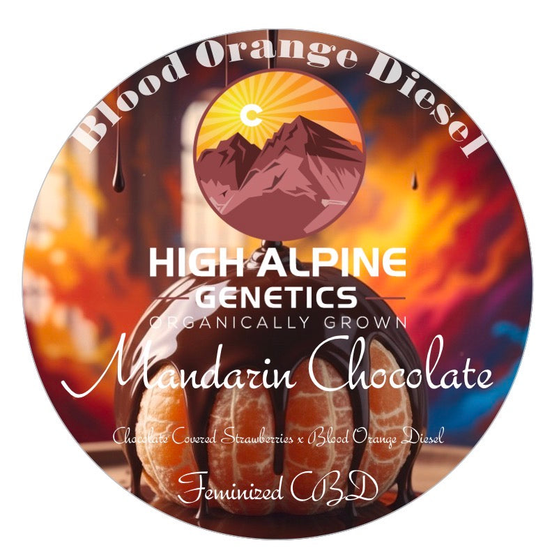 Mandarin Chocolate (Blood Orange Diesel F1 Hybrids Type 3 CBD)