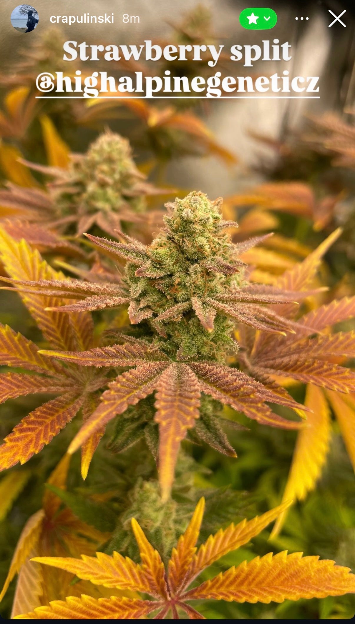 Strawberry Split Feminized Seed (Strawberry Chem Line Type 3). Limited Supply. Not Eligible for the Monster Mash