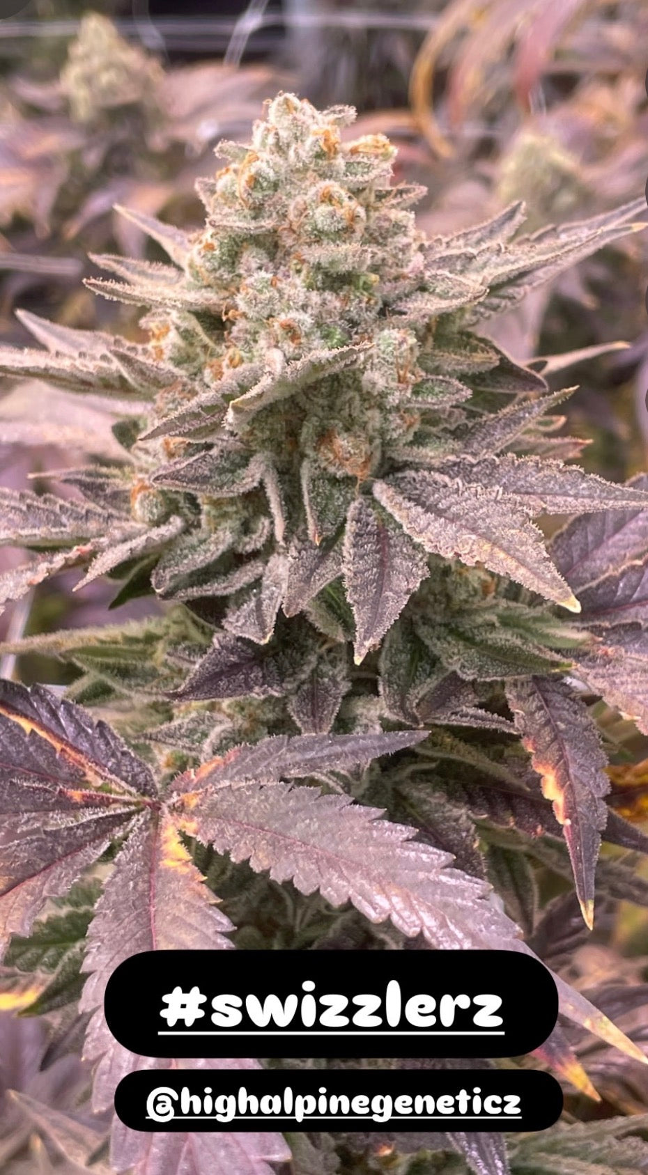Swizzlers Feminized Type 3 CBD Seeds (Flow's Cookies Line)
