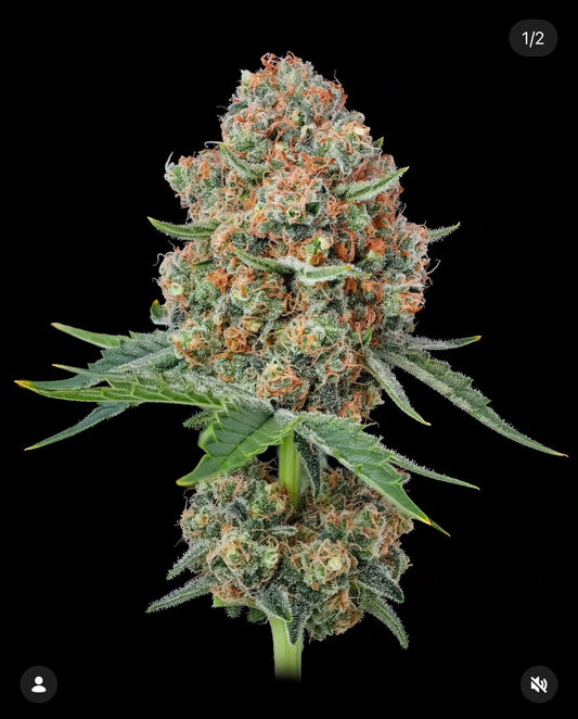 Strawberry Split Feminized Seed (Strawberry Chem Line Type 3). Limited Supply. Not Eligible for the Monster Mash