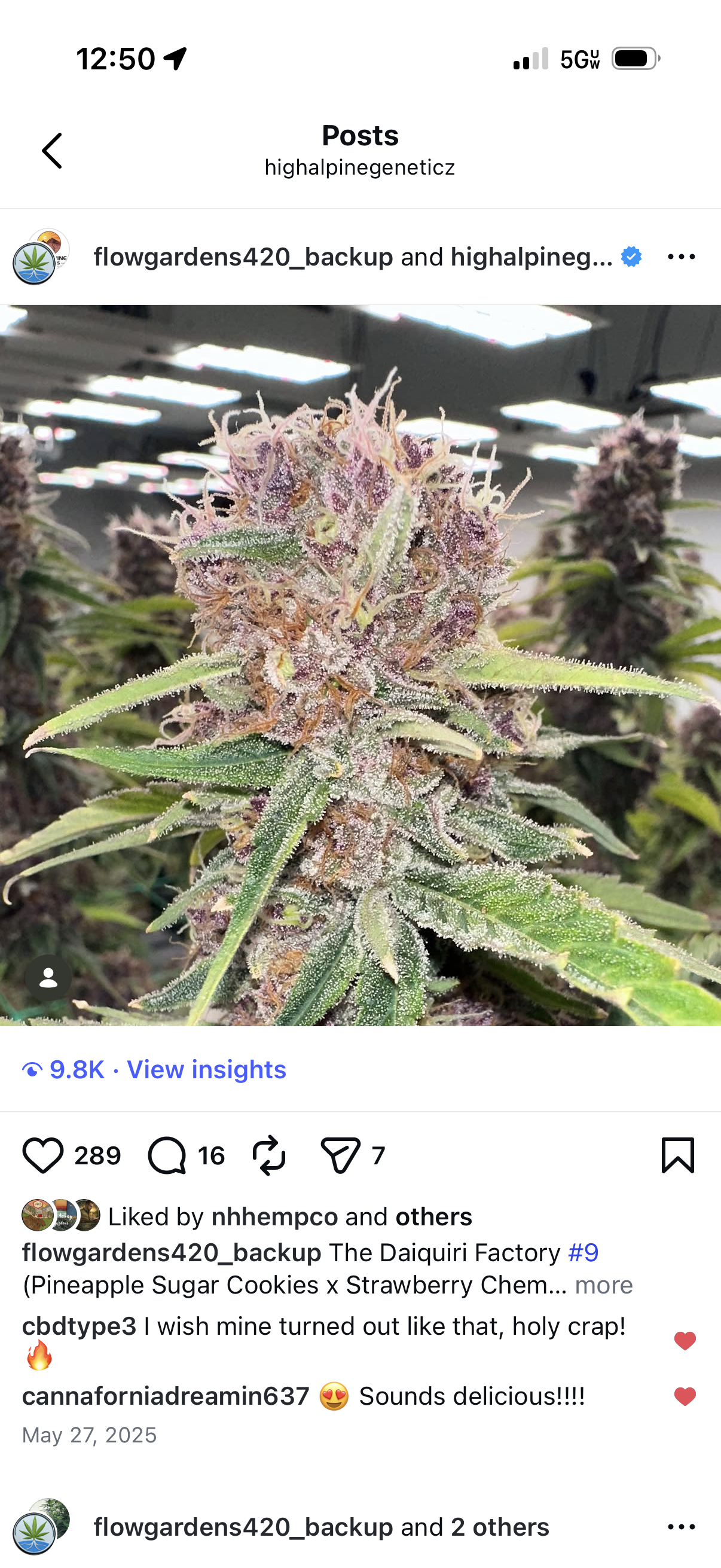 The Daiquiri Factory Feminized Type 3 CBD Seeds (Strawberry Chem Line)