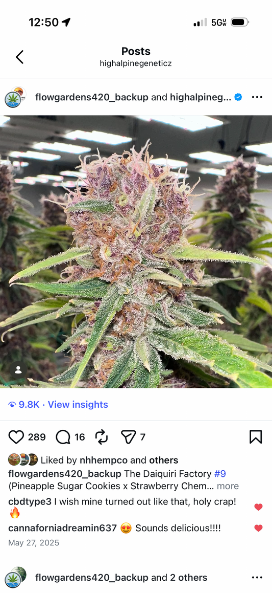 The Daiquiri Factory Feminized Type 3 CBD Seeds (Strawberry Chem Line)