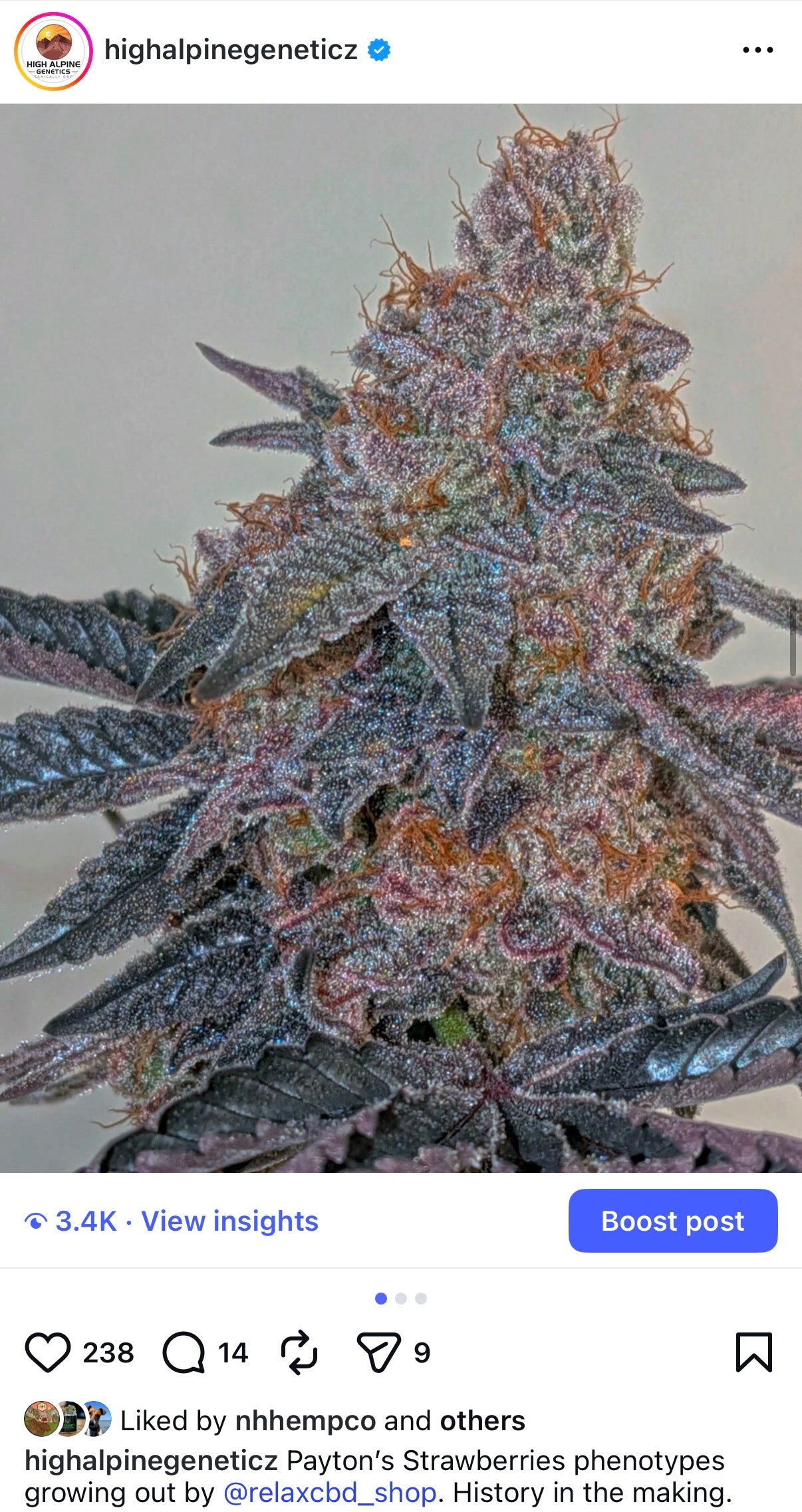 Payton’s Strawberries Feminized Type 3 CBD Seeds (Strawberry Chem Line)