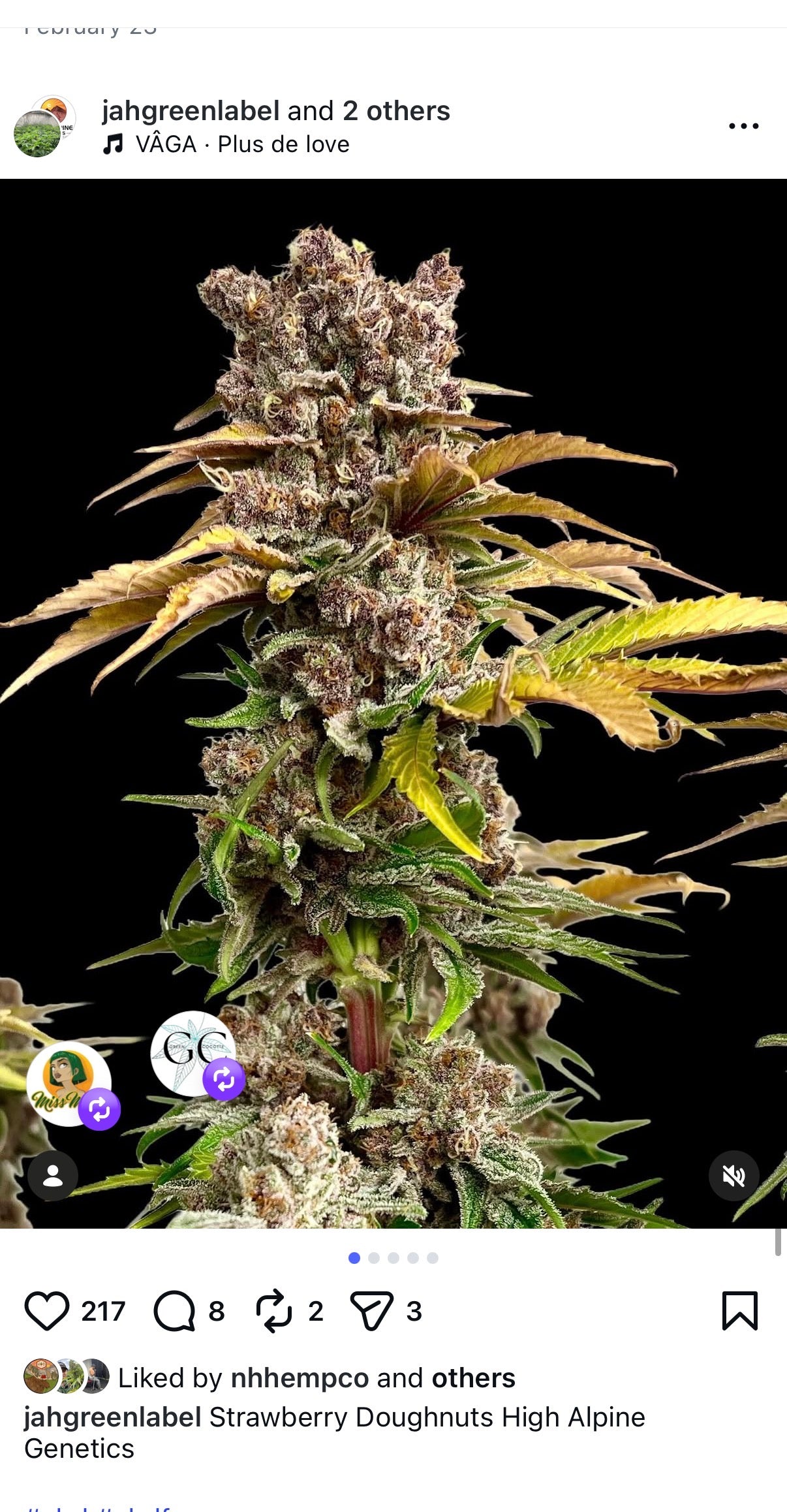 Strawberry Doughnuts Feminized Type 3 CBD Seeds (Strawberry Chem Line) NOT Eligible for Monster Mash, VERY LIMITED LAST OF STOCK!