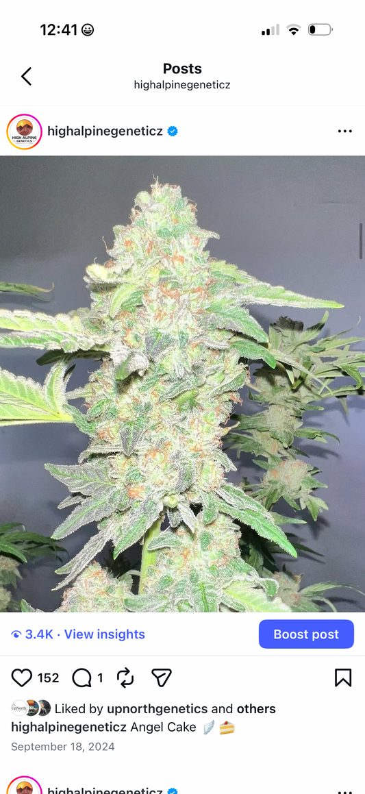 Angel Cake Feminized Type 3 CBD Seeds ( Strawberry Chem Line). Limited Stock. NOT eligible for Monster Mash