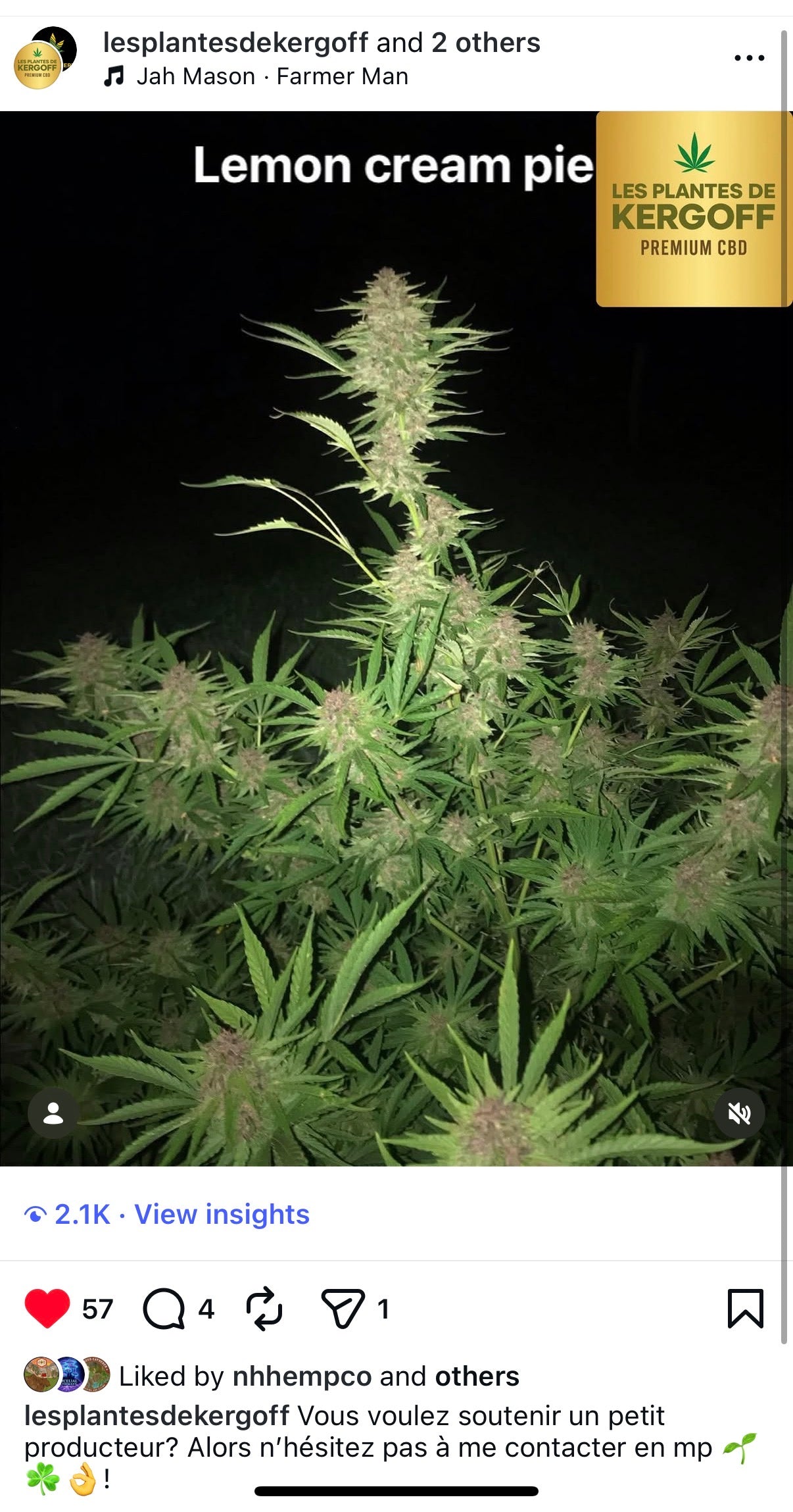 Lemon Cream Pie Feminized Type 3 CBD Seeds Limited Supply Not eligible for Monster Mash