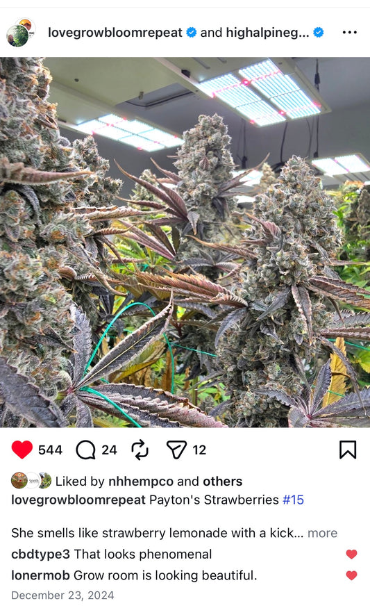 Payton’s Strawberries Feminized Type 3 CBD Seeds (Strawberry Chem Line)
