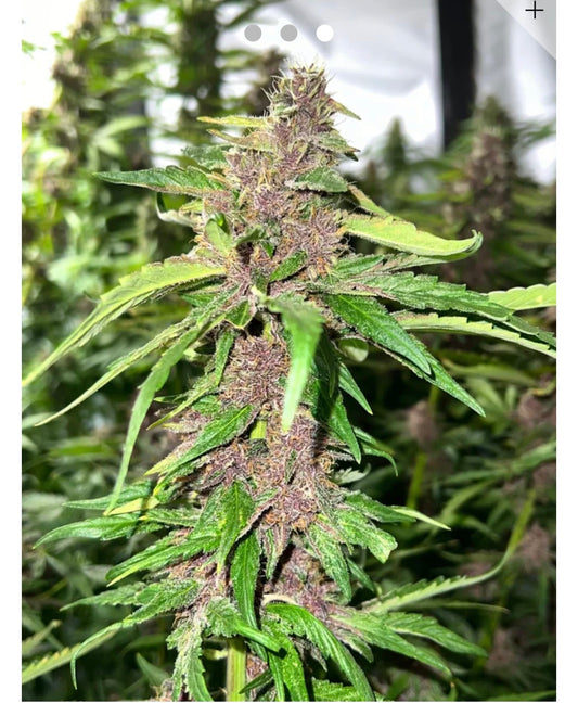 Orange Fritter Feminized Type 3 CBD Seeds (Blood Orange Diesel Line).