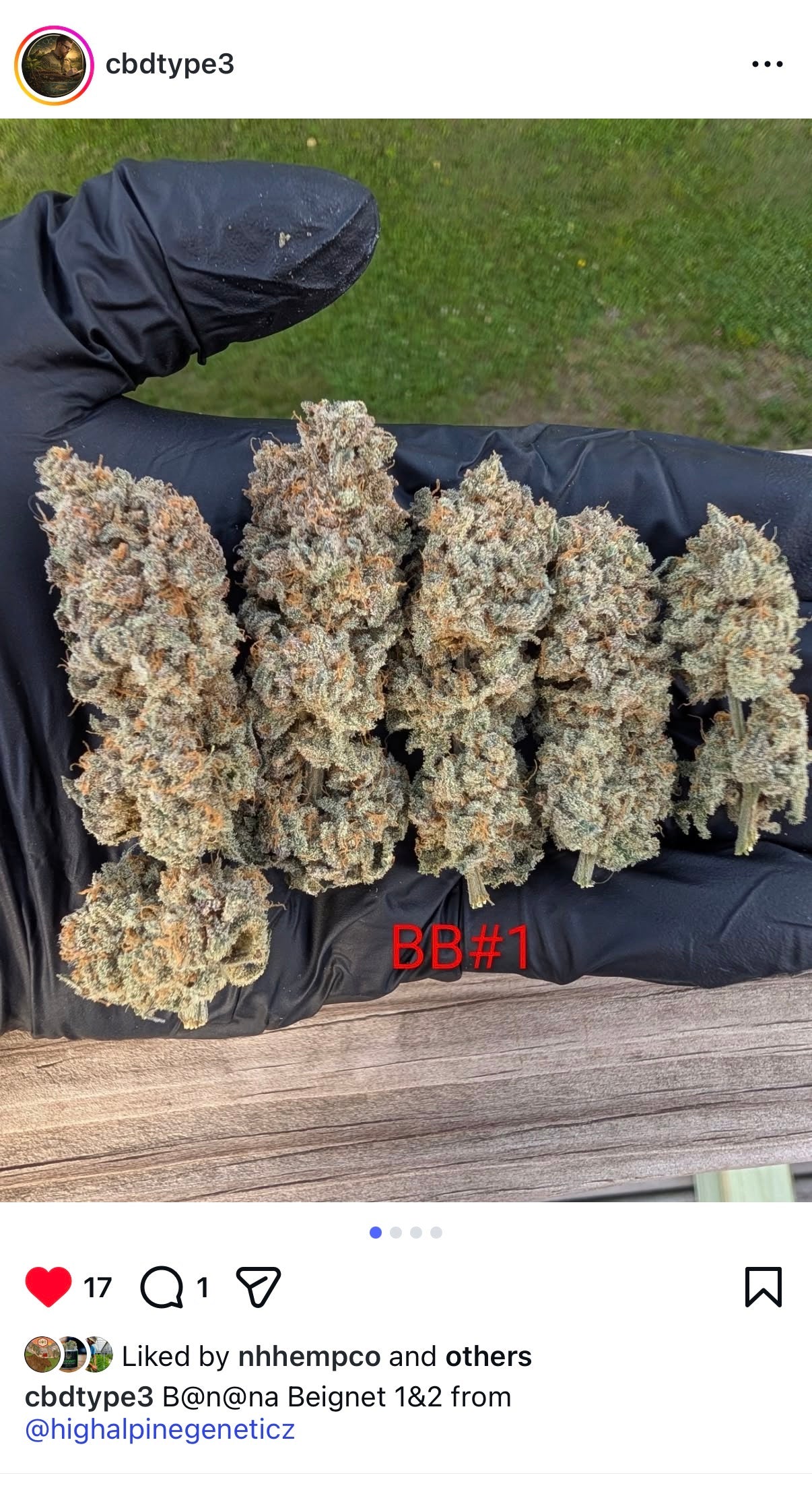 Banana Beignets Feminized Type 3 CBD Seeds (Fruity Pebbles Line)
