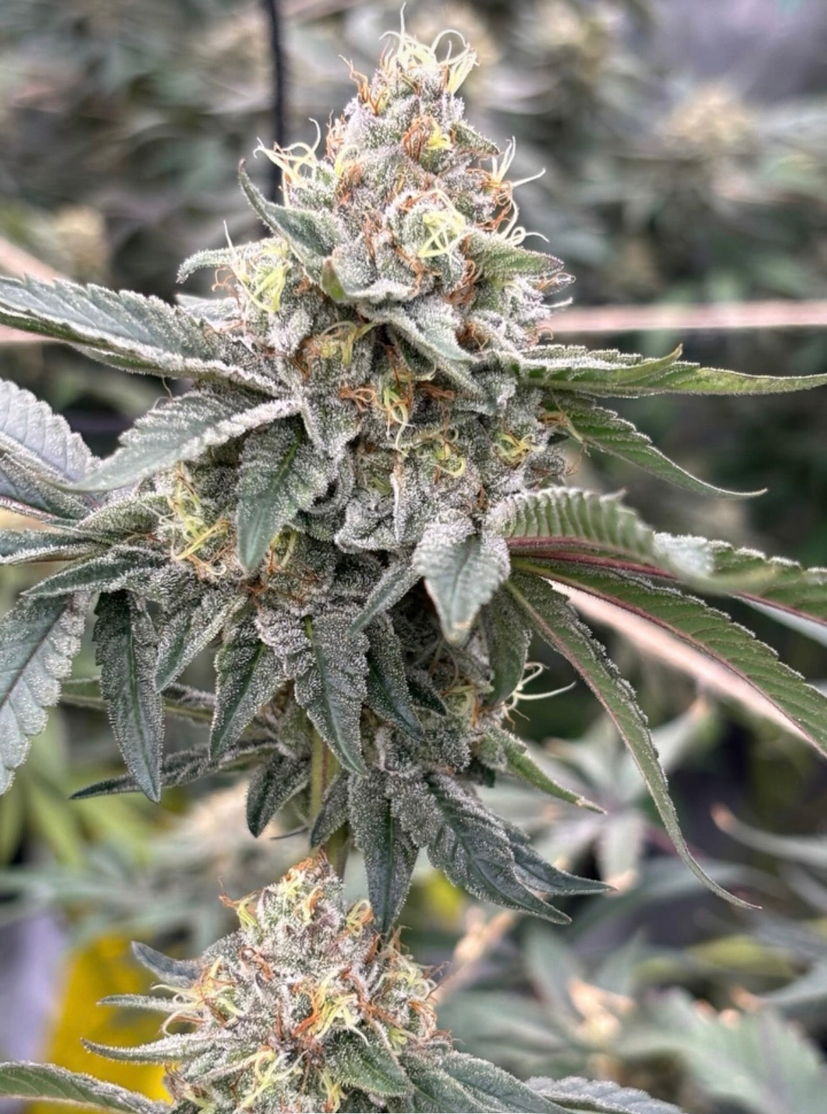 Captain Crunch Feminized Seeds (Payton's Lemons Type 3). Very Limited quantity, Not included in Monster Mash Combo