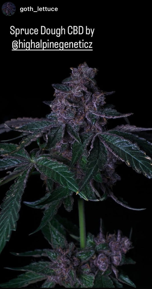 Spruce Dough (Blood Orange Diesel F1 Hybrid Feminized Type 3 CBD)