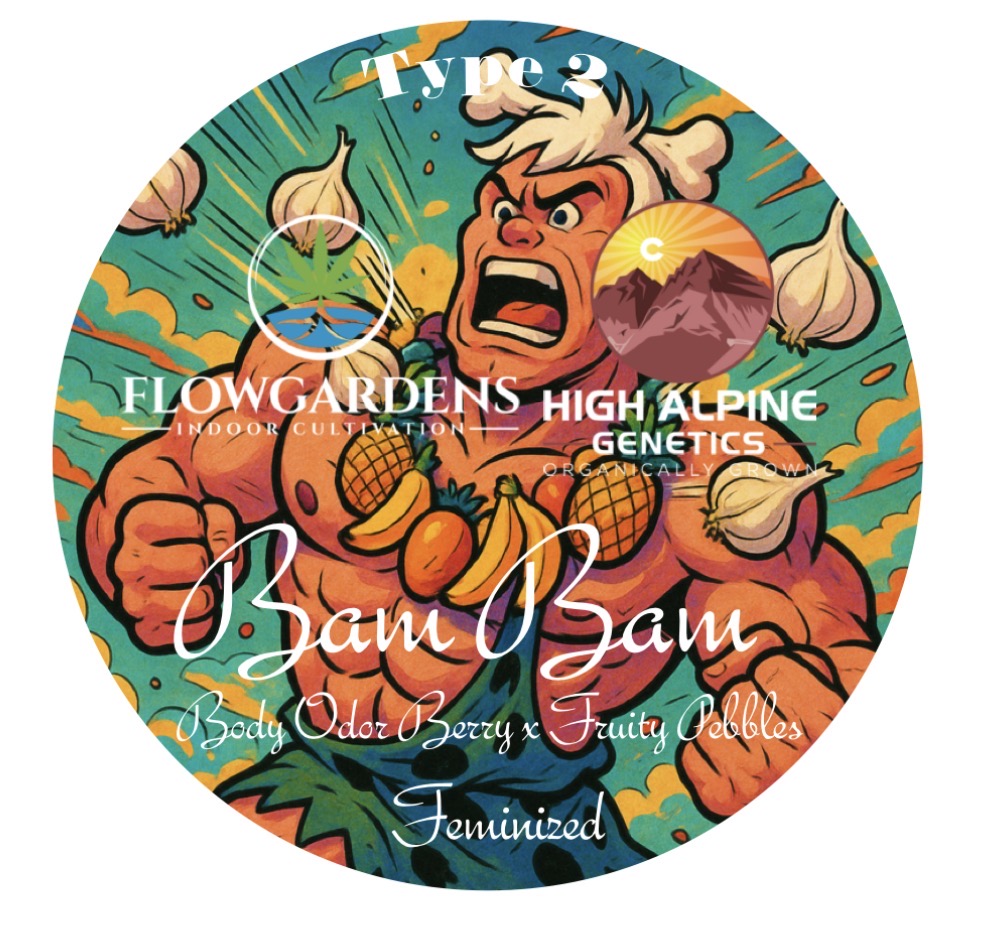 Bam Bam 20 Feminized Seed (Fruity Pebbles Line Type 2)