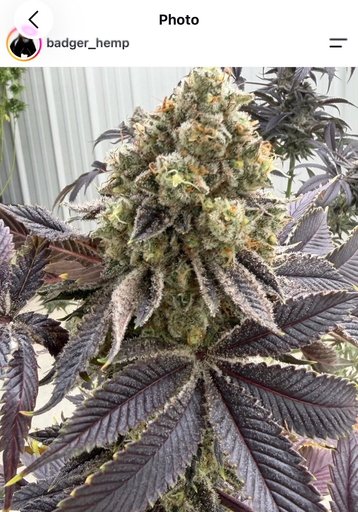 Bomb Cyclone Feminized CBD Type 3 Seeds (Flow's Cookies Line)