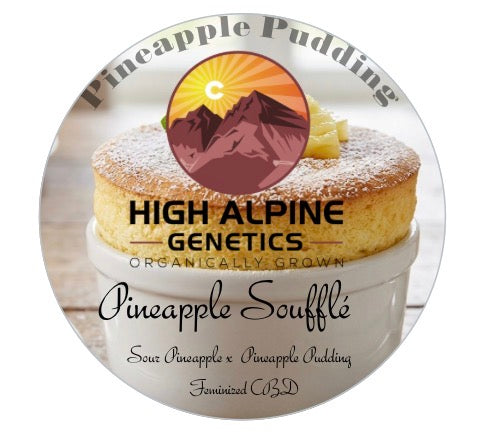 Pineapple Soufflé Feminized Type 3 CBD Seeds (Pineapple Pudding Line)