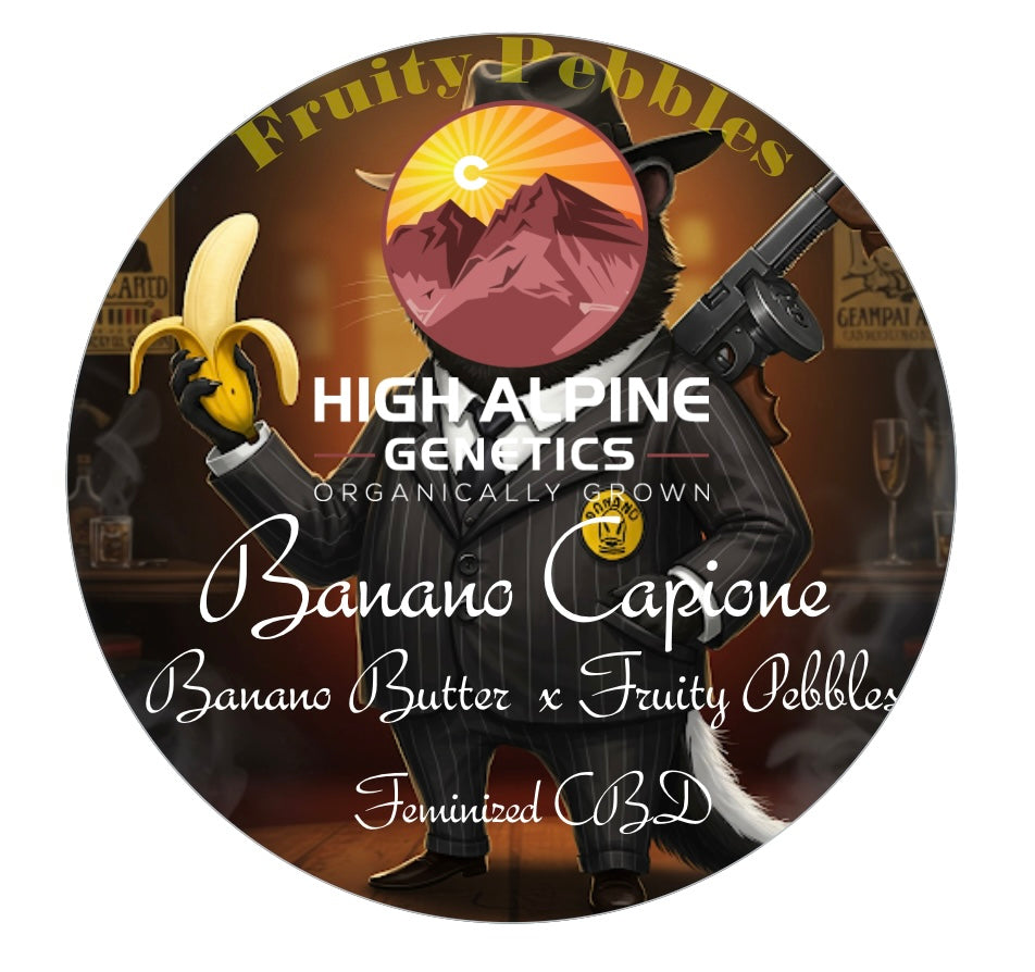 Banano Capione Feminized Type 3 CBD Seeds (Fruity Pebbles Line)
