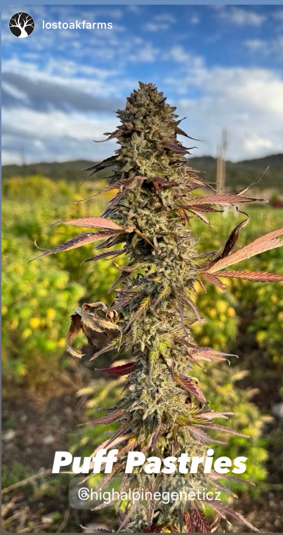 Puff Pastries Feminized Type 3 CBD Seeds (Fruity Pebbles Line)