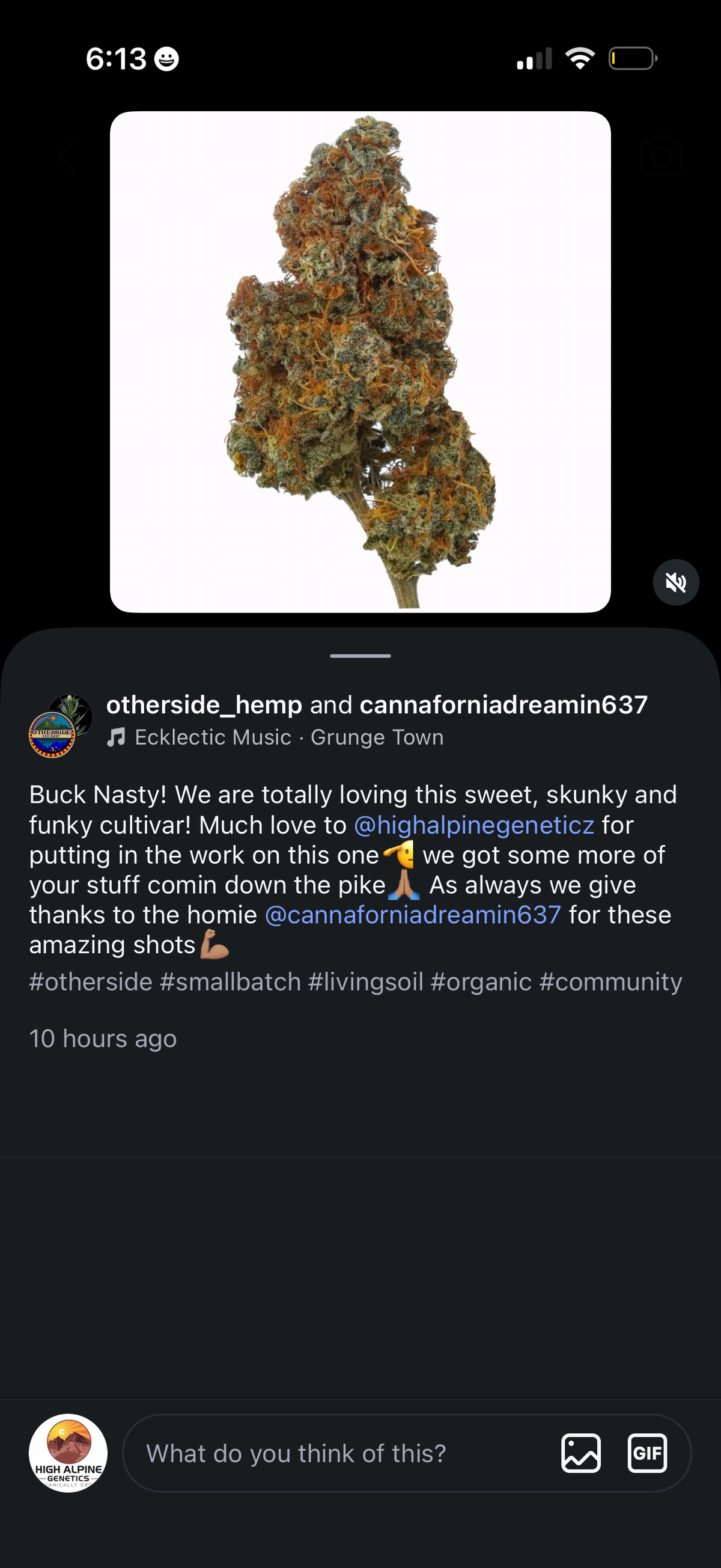Buck Nasty Feminized Type 3 CBD Seeds (Payton's Lemons Line)