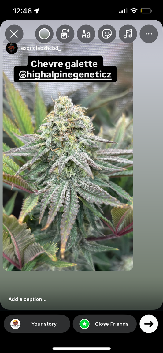 Chèvre Galette Type 3 CBD (Fruity Pebbles Line)
