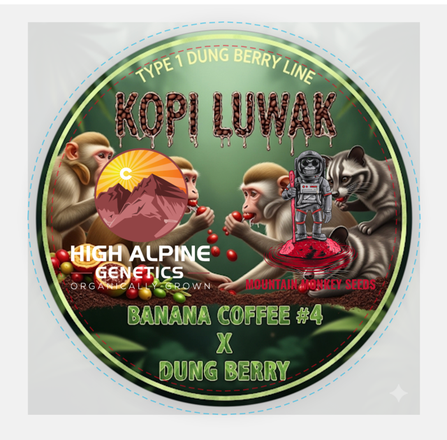 "Kopi Luwak" 20 feminized seed type 1 "Dung Berry" line