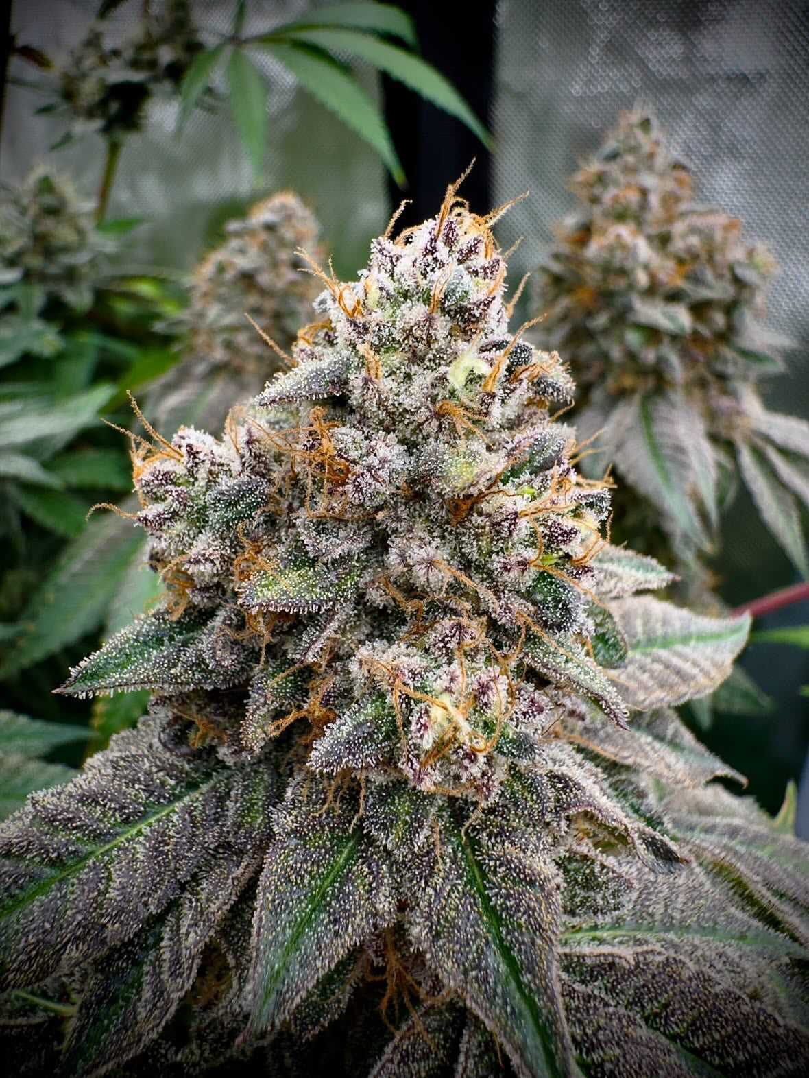 Tourtiere  Feminized Type 3 CBD Seeds (Payton's Lemons Line) Limited NOT Eligible for Monster Mash