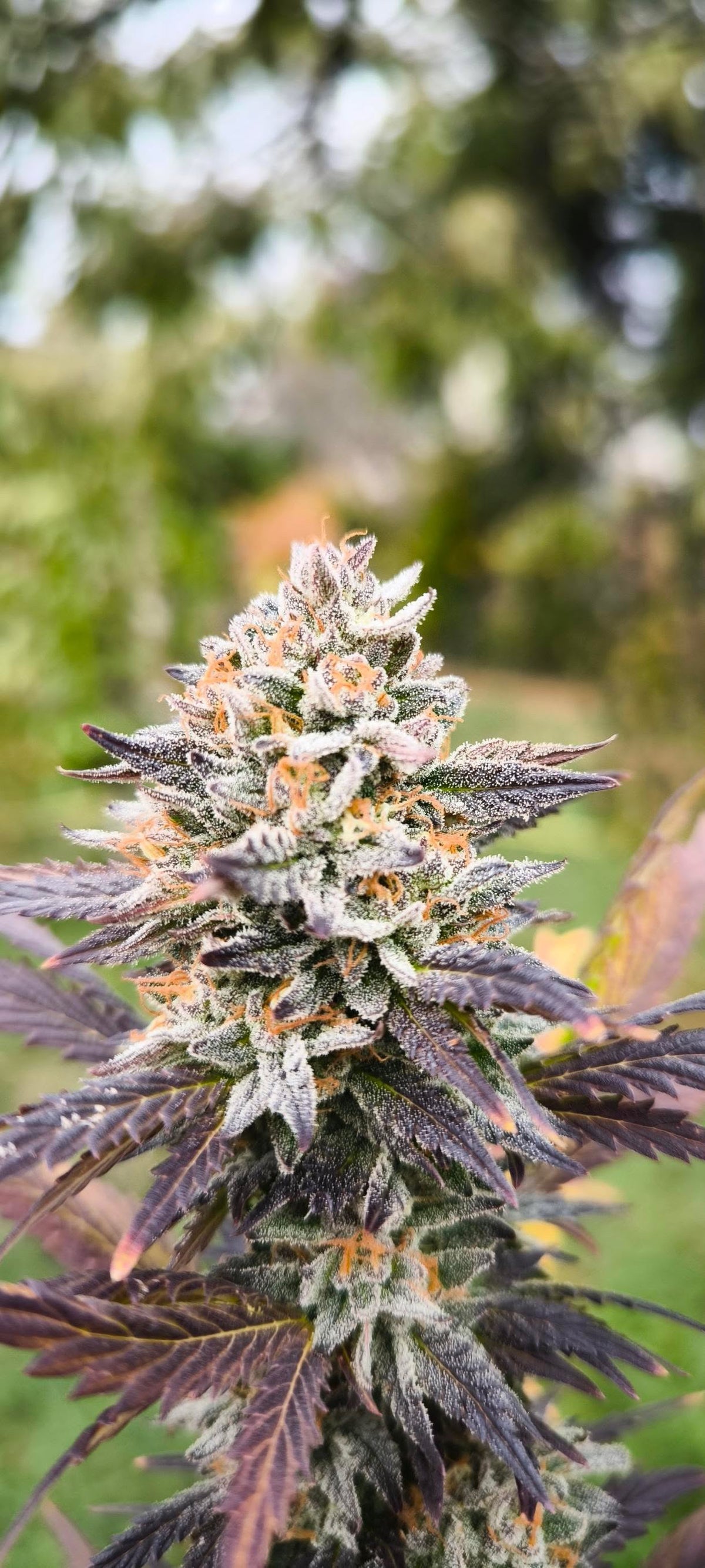 Strawberry Sauce (Apple Sauce Feminized Type 3 CBD)