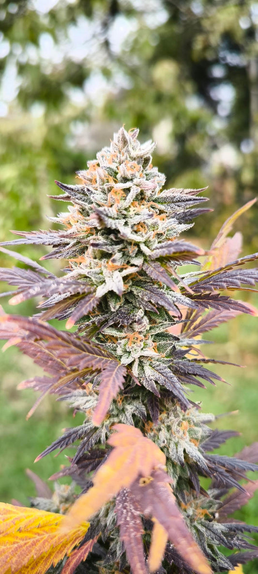 Strawberry Sauce (Apple Sauce Feminized Type 3 CBD)