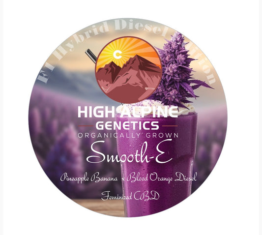 Smooth-E (Blood Orange Diesel F1 Hybrids  Feminized CBD Type 3). Limited quantity. Not included in Monster Mash.