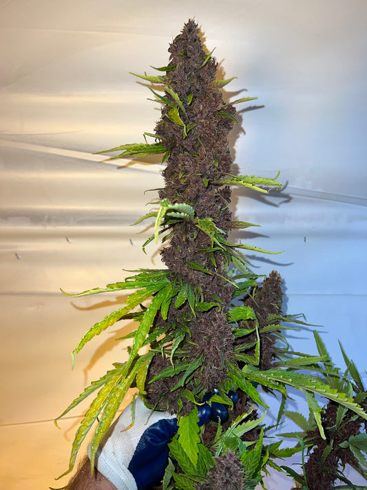 Blood Orange Diesel Auto F3’s  - Feminized Type 3  Seeds (Blood Orange Diesel Line)