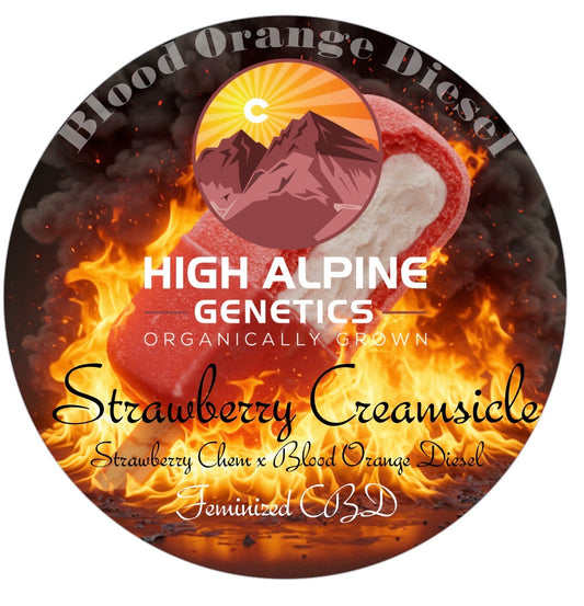 Strawberry Creamsicle (Blood Orange Diesel F1 Hybrids  Feminized CBD Type 3)