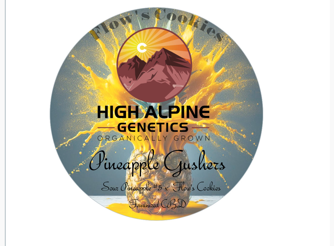 Pineapple Gushers   Feminized Type 3 CBD Seeds    (Flow's Cookies Line)