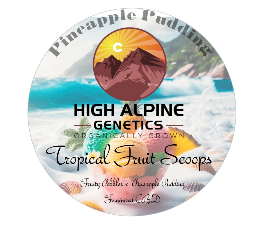 Tropical Fruit Scoops Feminized Type 3 CBD Seeds (Pineapple Pudding Line) not available for monster mash