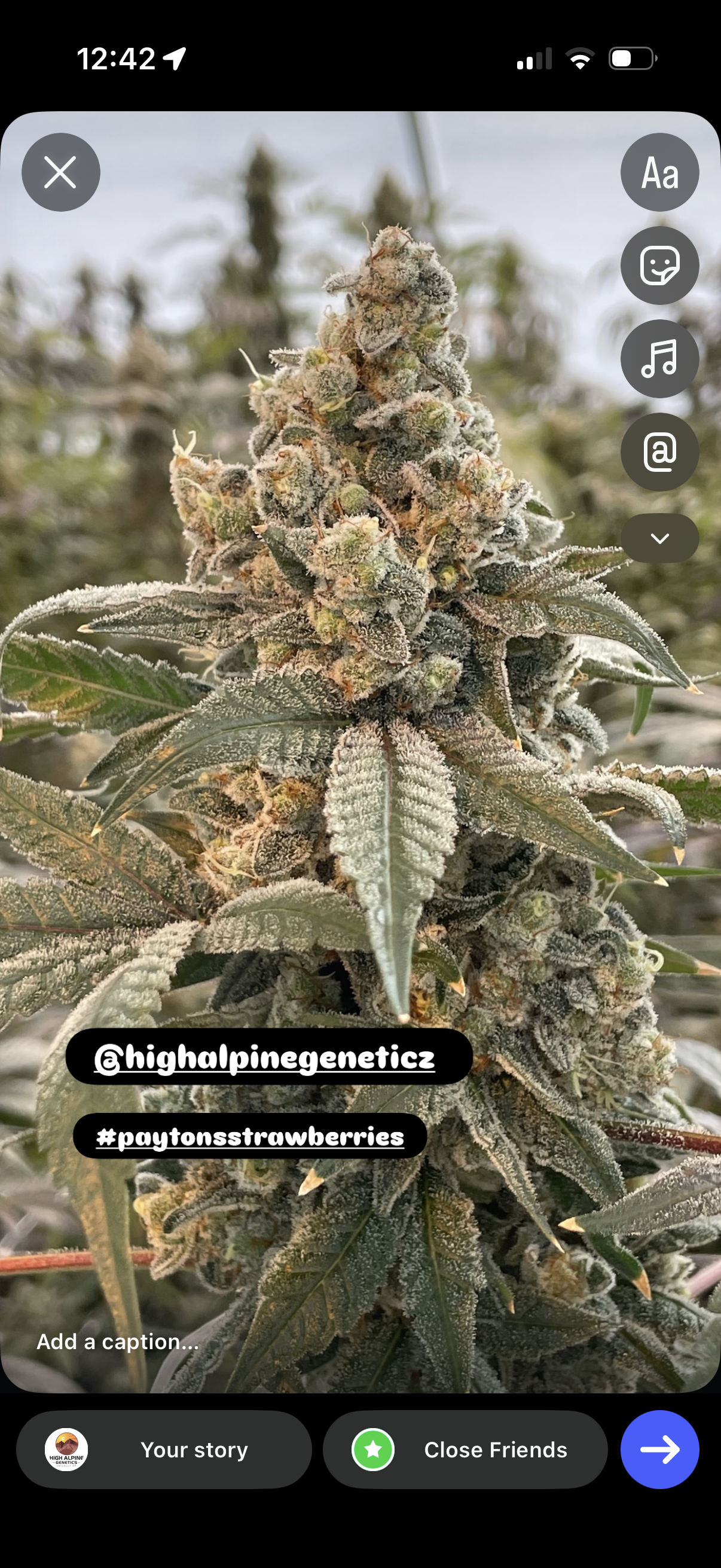 Payton’s Strawberries    Feminized Type 3 CBD Seeds   (Strawberry Chem Line)