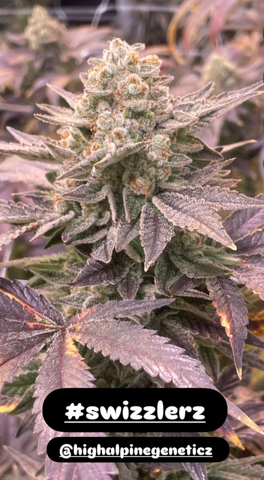 Swizzlers Feminized Type 3 CBD Seeds (Flow's Cookies Line)