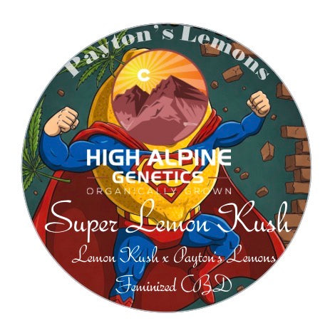 Super Lemon Kush Feminized CBD Seeds (Payton's Lemons Type 3)