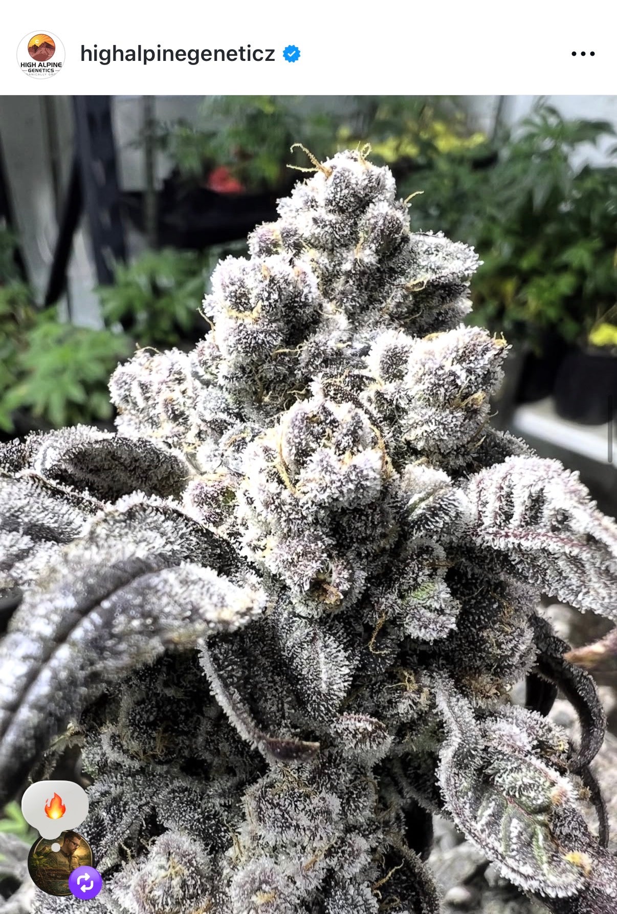 Lemon Nerds Feminized Type 3 CBD Seeds (Fruity Pebbles Line)