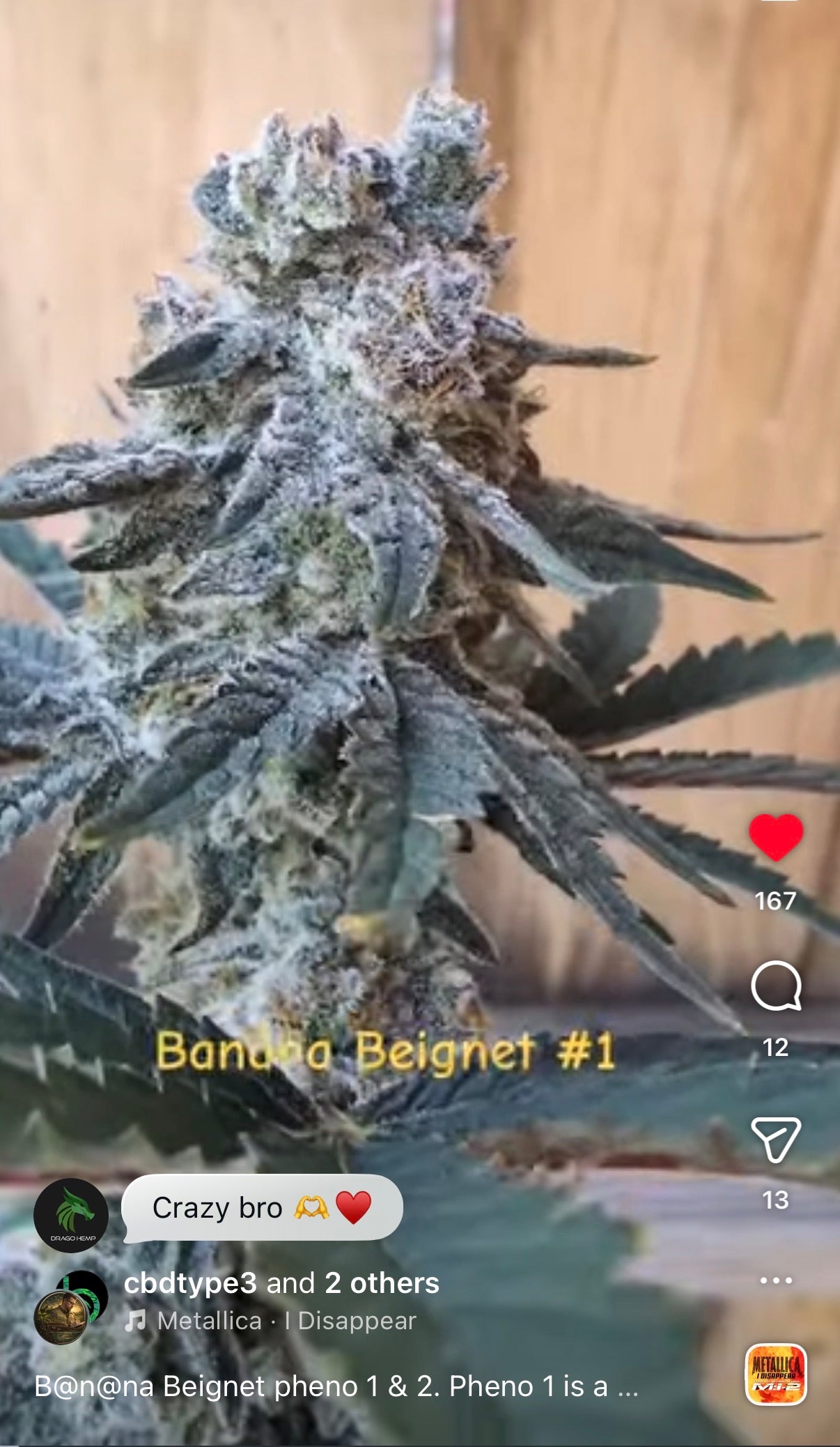 Banana Beignets   Feminized Type 3 CBD Seeds (Fruity Pebbles Line)