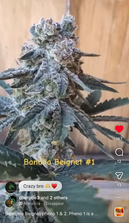 Banana Beignets   Feminized Type 3 CBD Seeds (Fruity Pebbles Line)