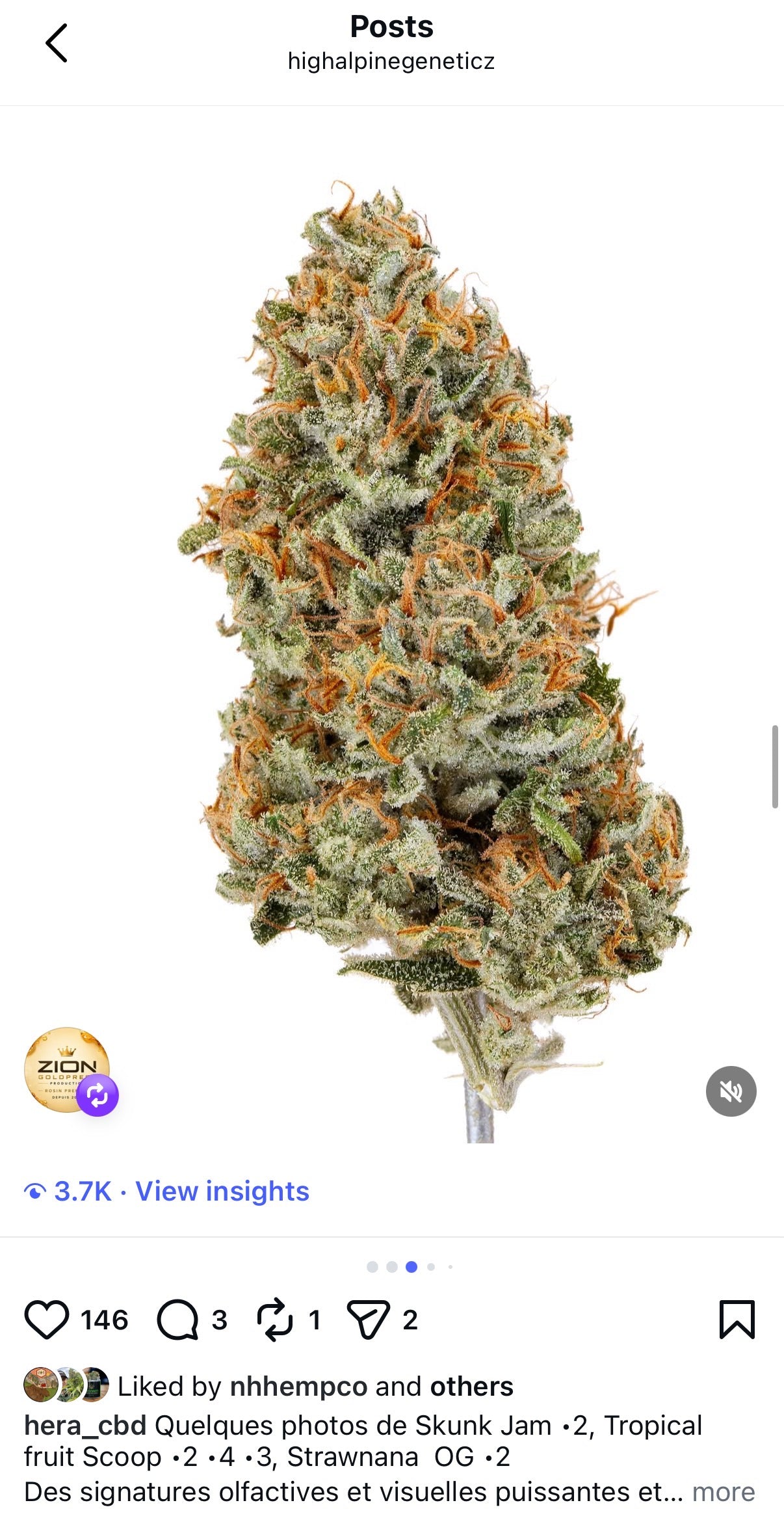 Tropical Fruit Scoops Feminized Type 3 CBD Seeds (Pineapple Pudding Line) not available for monster mash