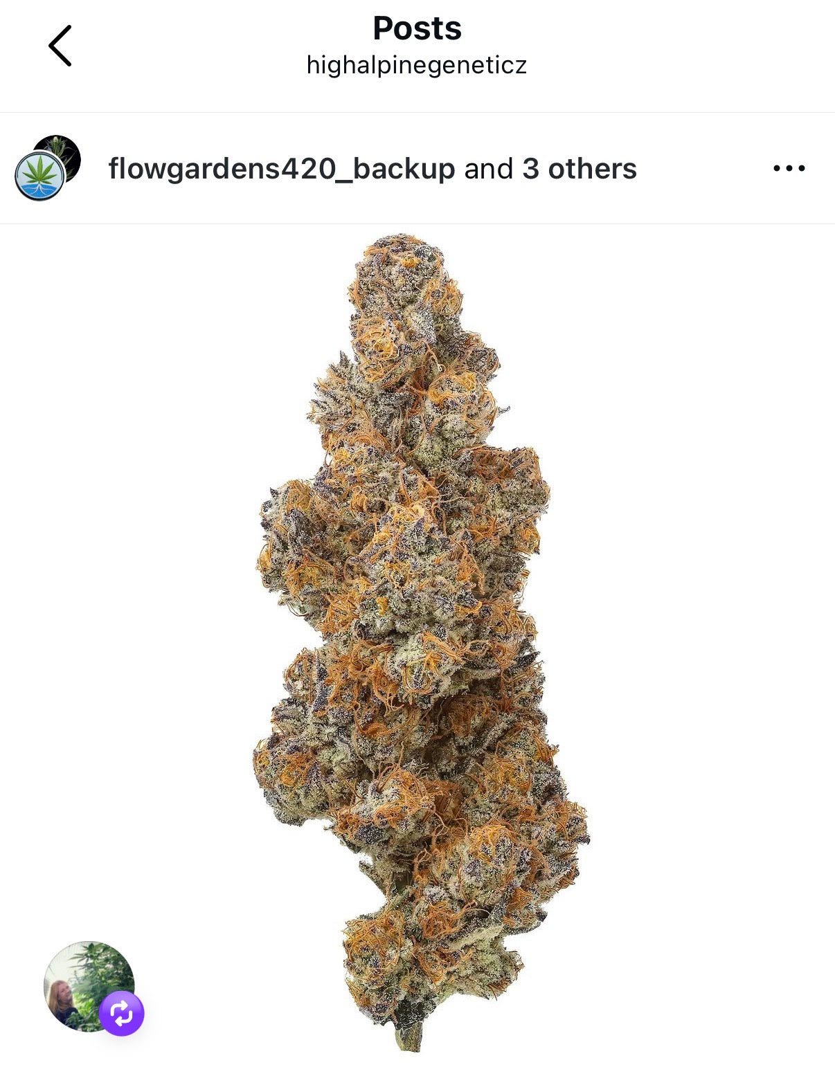 Payton’s Strawberries    Feminized Type 3 CBD Seeds   (Strawberry Chem Line)