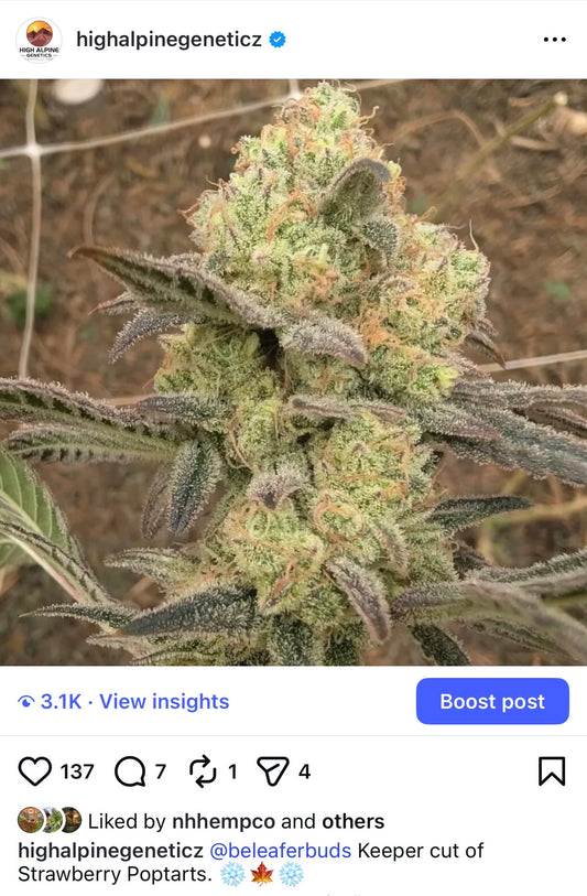 Strawberry Poptarts   Feminized Type 3 CBD Seeds   (Flow's Cookies Line)