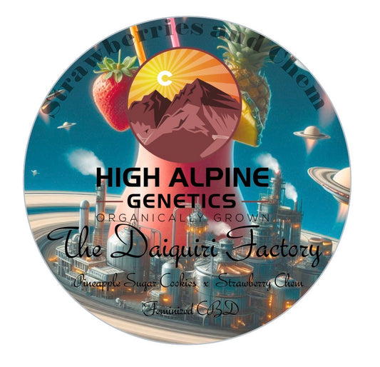 The Daiquiri Factory  Feminized Type 3 CBD Seeds   (Strawberry Chem Line)