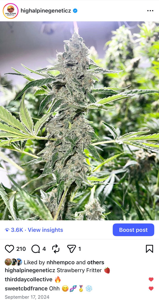 Strawberry Fritter Type 3 CBD (Strawberry Chem Line)