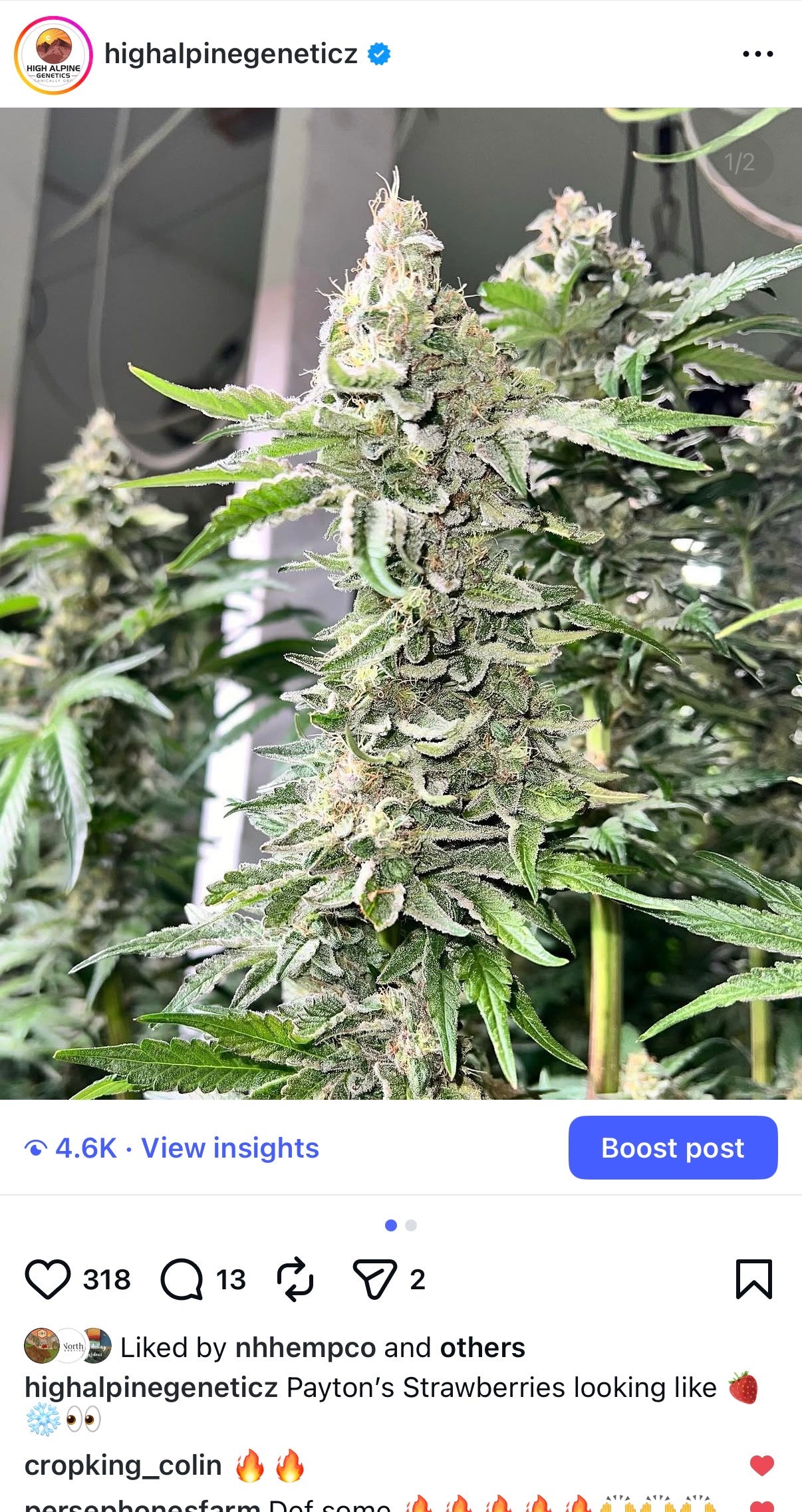 Payton’s Strawberries    Feminized Type 3 CBD Seeds   (Strawberry Chem Line)