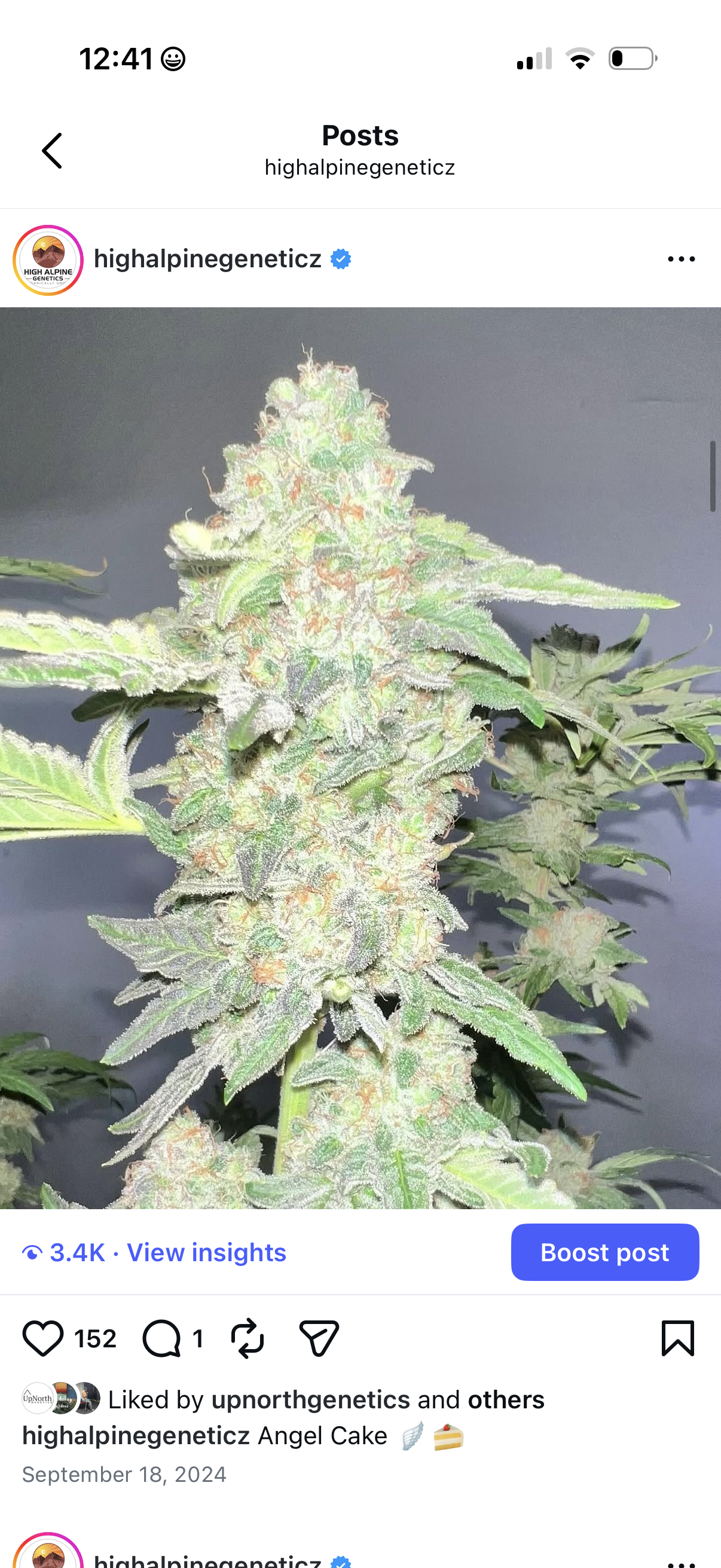 Angel Cake &nbsp;Feminized Type 3 CBD Seeds &nbsp;( Strawberry Chem Line). Limited Stock. NOT eligible for Monster Mash