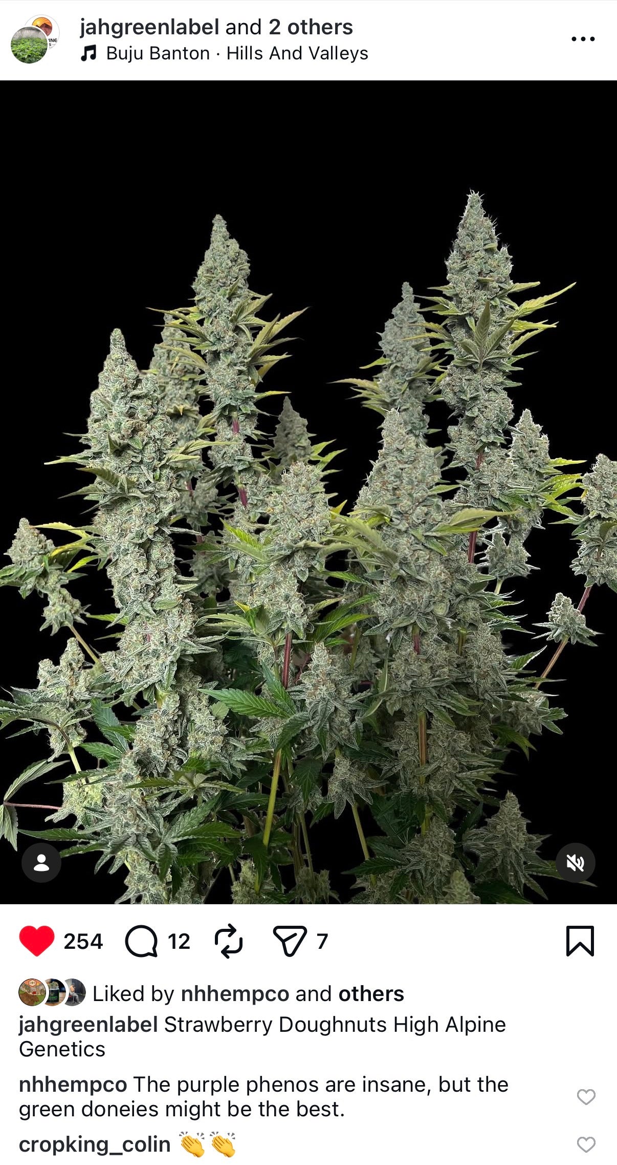 Strawberry Doughnuts     Feminized Type 3 CBD Seeds  (Strawberry Chem Line) NOT Eligible for Monster Mash, VERY LIMITED LAST OF STOCK!