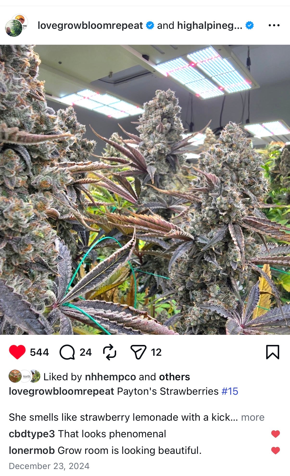 Payton’s Strawberries    Feminized Type 3 CBD Seeds   (Strawberry Chem Line)