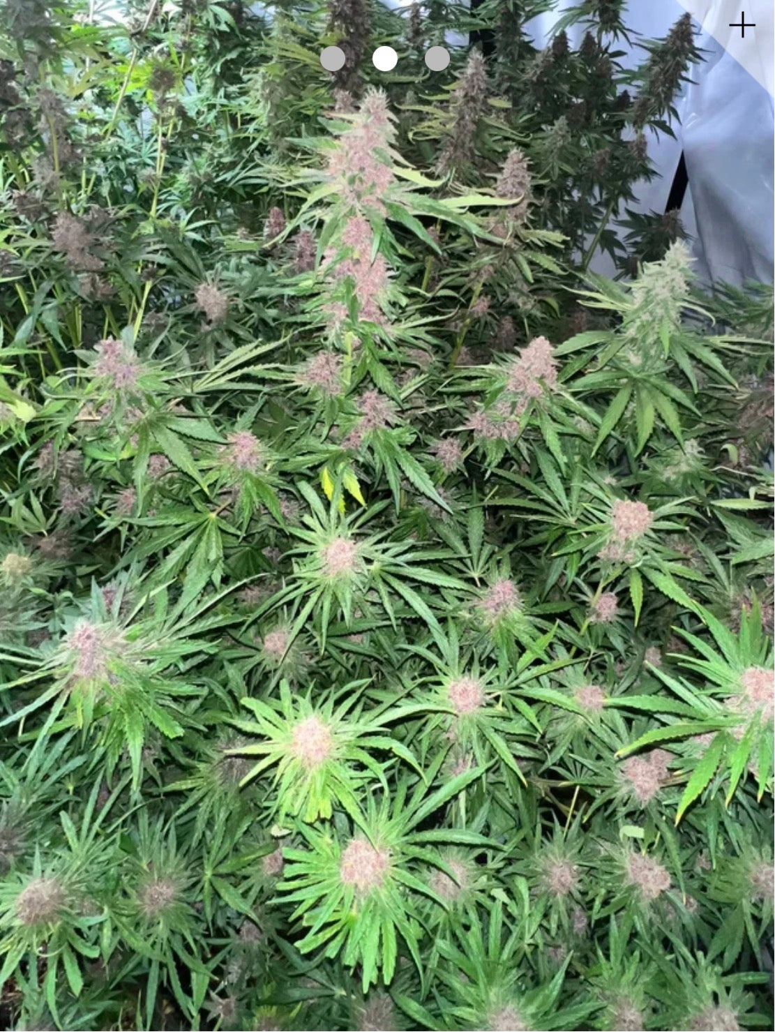 Orange Fritter  Feminized Type 3 CBD Seeds (Blood Orange Diesel Line).