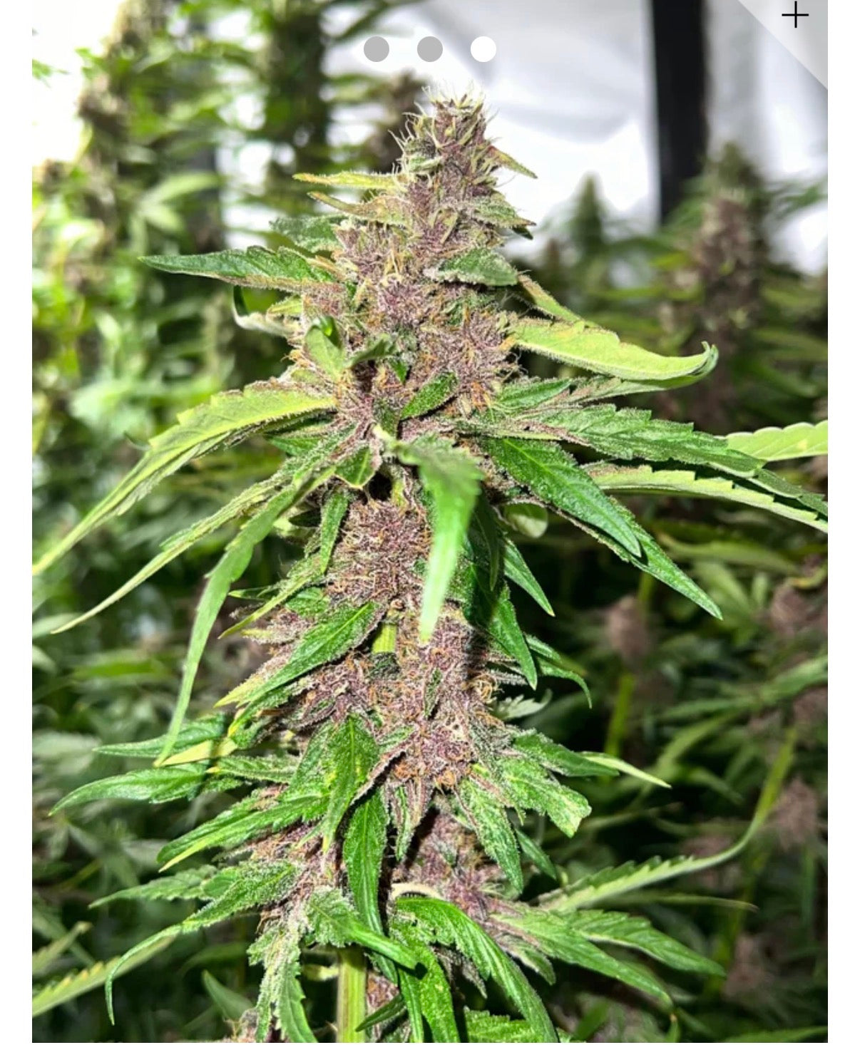 Orange Fritter  Feminized Type 3 CBD Seeds (Blood Orange Diesel Line).