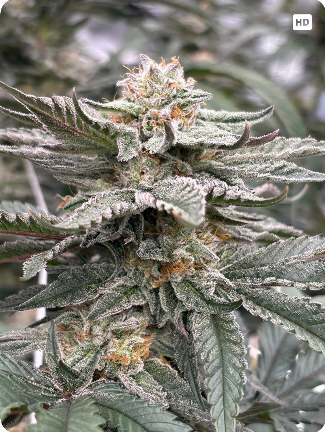 Sauciere Feminized CBD Seeds (Payton's Lemons Type 3)